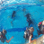 images/Galerien/Kindertauchen_201706/20170331_174340.gif