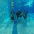 images/Galerien/Kindertauchen_201706/20170331_174442.gif
