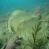 images/Galerien/Kroatien_Juni/08_hr_stara_baska.jpg